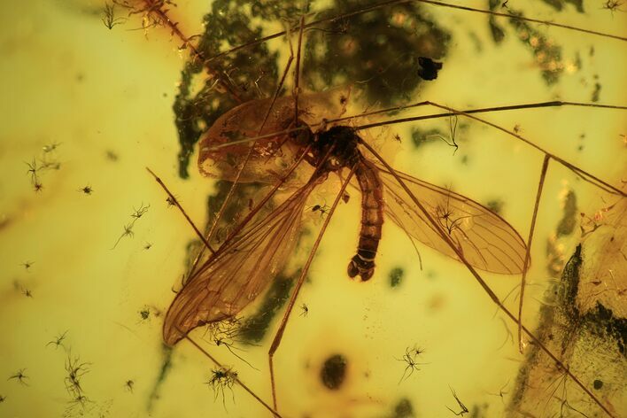 Fossil Crane Fly (Diptera) In Baltic Amber #109396